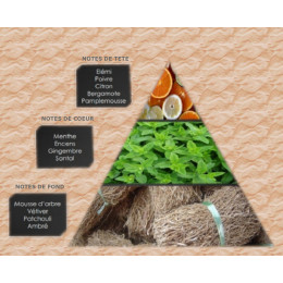 Pyramide olfactive - M6