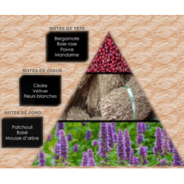 Pyramide olfactive - M8