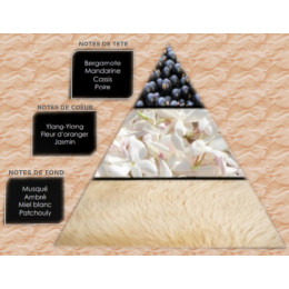 Pyramide olfactive - W5