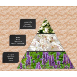 Pyramide olfactive jasmin intense